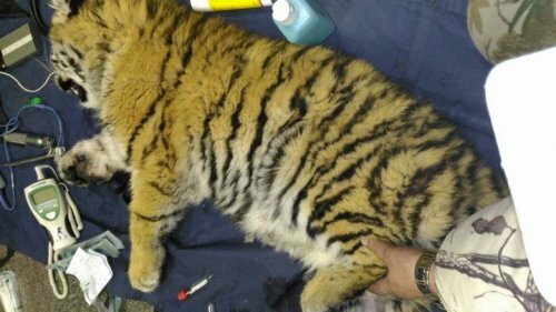В Центр реабилитации тигров везут тигренка, который две недели гулял без мамы