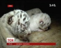 В Ялте впервые показали трех детишек тигрицы Тигрюли (видео)