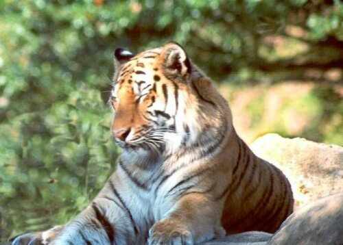 Тигр станет туристическим символом Хабаровска