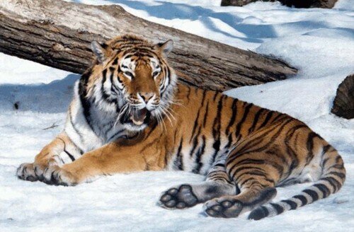 У домашних кошек с тиграми одинаковая ДНК