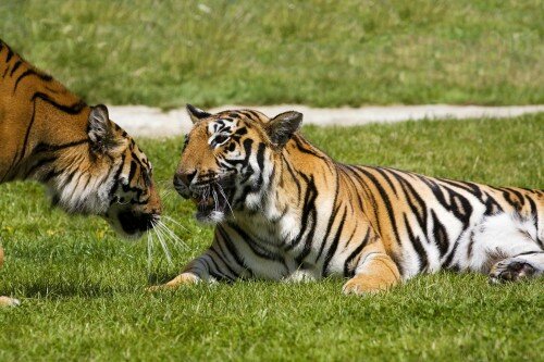 Индийских тигров истребляют пестицидами