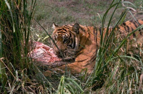 Тигр охраняет мясо