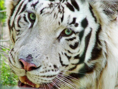 Почему белые тигры должны исчезнуть?