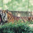 Рыжие тигры
