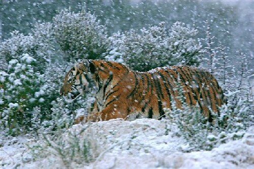 Южнокитайский тигр