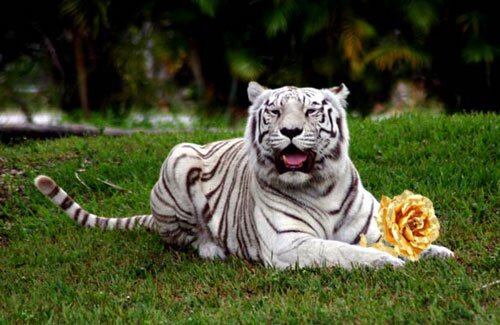 Сказка о Белом Тигре