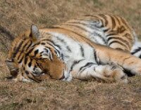Флэш-пазл - Спящий тигр