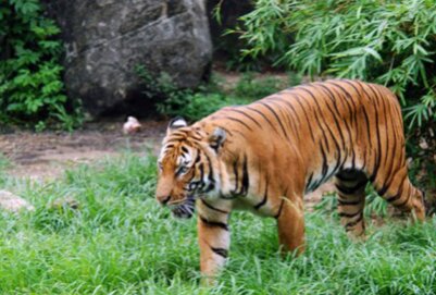 Популяция тигров во Вьетнаме снизилась до критической отметки