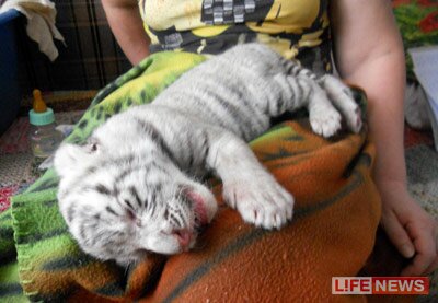 Запашные купили тигренка, которого бросила мать (видео)