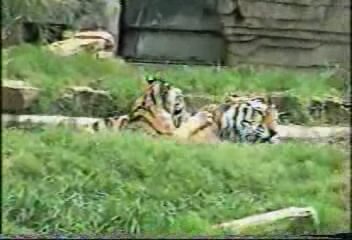 Папа-тигр купает тигрёнка