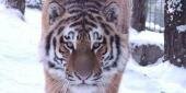 День Тигра отметят в Хабаровске
