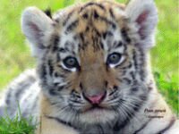 В «Роевом ручье» показали самых редких в мире тигрят