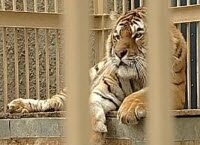 Екатеринбурженка отвоевала право на амурского тигра (видео)