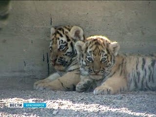 Полуторамесячные амурские тигрята впервые вышли в вольер (видео)