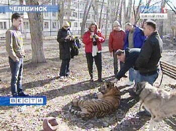 Американские ветеринары помогут тигренку Жорику (видео)