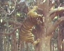 Тигр залезает на дерево