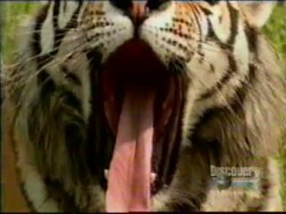 Амурский тигр зевает