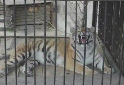 Тигрица зевает