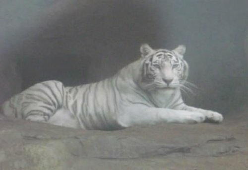 Белая тигрица умывается