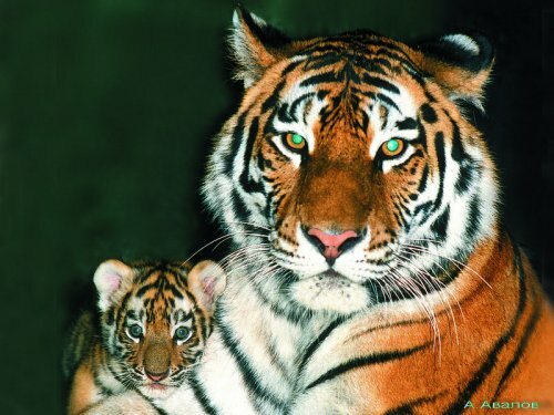 Тигры Московского зоопарка