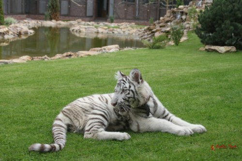 Белый тигр Сахи переехал в Подмосковный зоопарк (фото)