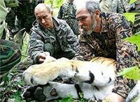 От поцелуя Путина тигрицы не умирают