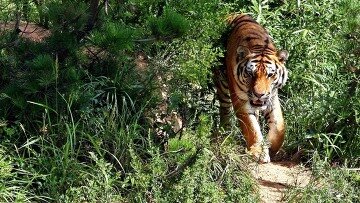 Российские ученые выбрали трех амурских тигров для передачи Ирану