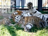 В красноярском зоопарке отпразднуют «День тигра»