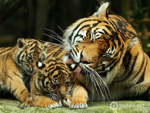 В зоопарке Австралии родились трое тигрят редкой породы (фото, видео)