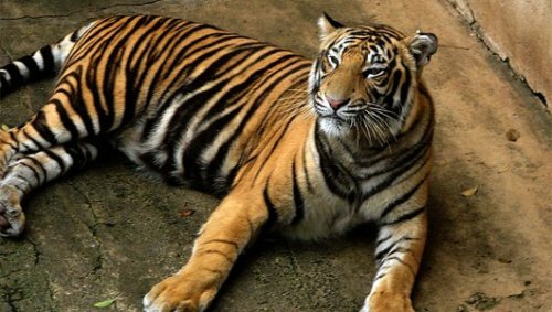 Непальские ученые перепишут тигров по отходам жизнедеятельности