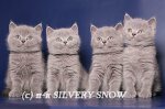 Питомник "Silvery Snow"