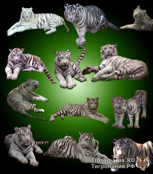 Белые бенгальские тигры в PSD