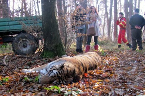 В отношении охотника, застрелившего тигра, может быть возбуждено уголовное дело