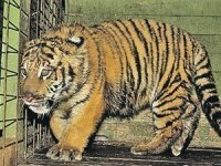 Читатели «Комсомолки» и экологи назвали тигренка Тамерланом