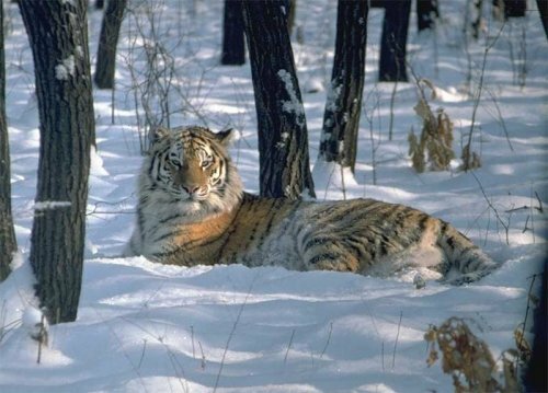 В Приморье завершился первый этап мониторинга амурского тигра