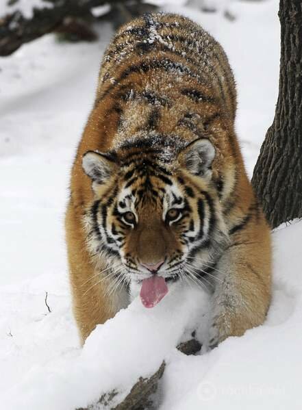 Смотрите, как амурский тигр принимает снежные ванны