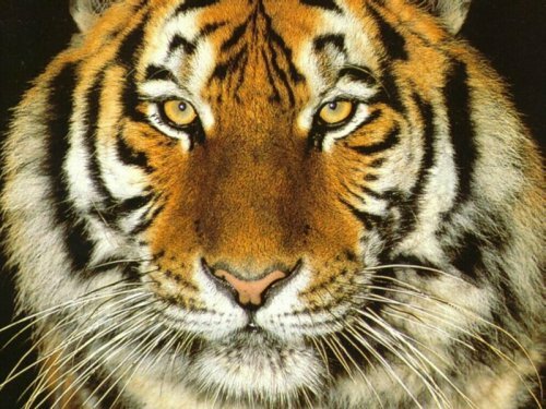 В Приморье проходит перепись тигров (видео)