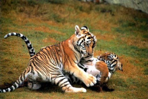 В зоопарке на юге Франции родились два детеныша амурского тигра
