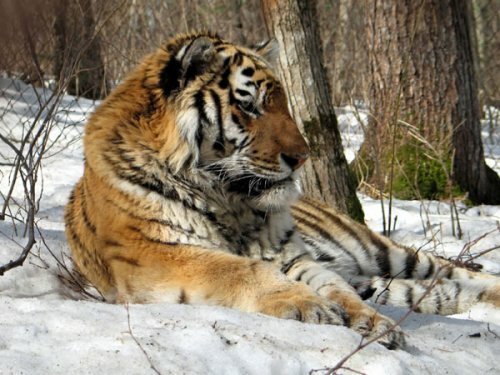 Тигр с петлёй на шее