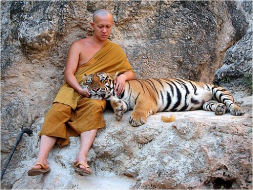 Монахи из Тигриного монастыря в Таиланде живут бок о бок с тиграми