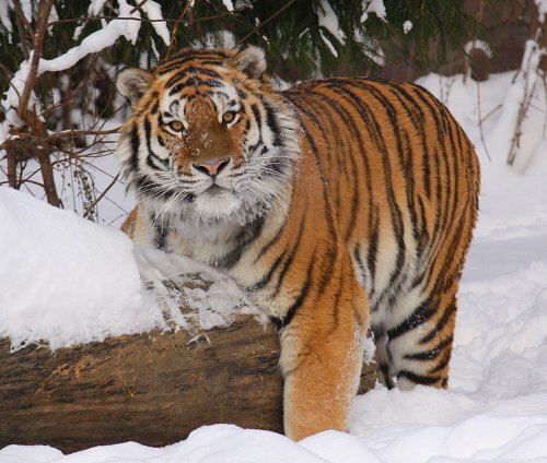 В ярославский зоопарк приедут тигры