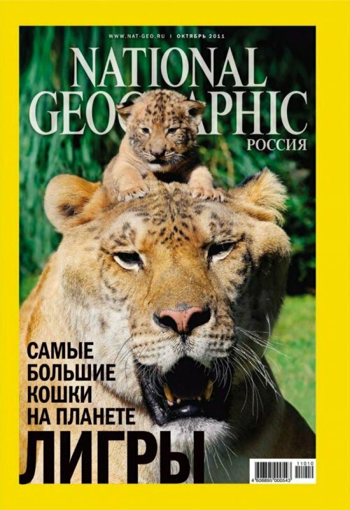 National Geographic Россия. Лигр: размер имеет значение