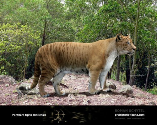 Нгадонский (тринильский) тигр