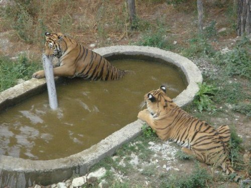 Четверо тигрят появились на свет в Сафари-парке Геленджика