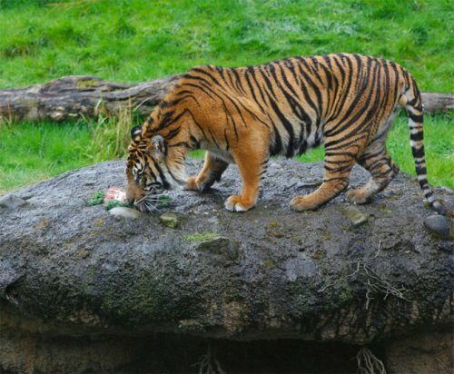 Красавец-тигр из Гонолулу