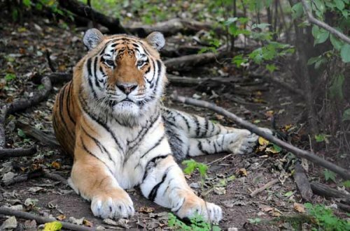 В возрасте 21 год 18 апреля 2012 года умер тигр по кличке Лютый