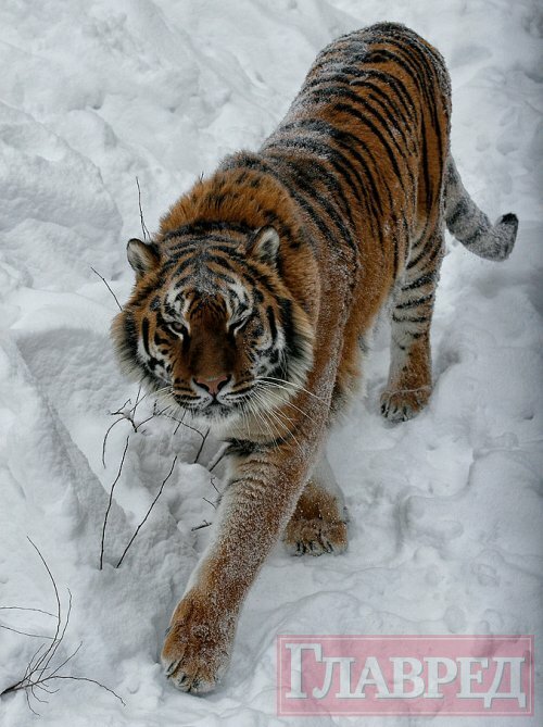 Как зимуют тигры в столичном зоопарке Украины