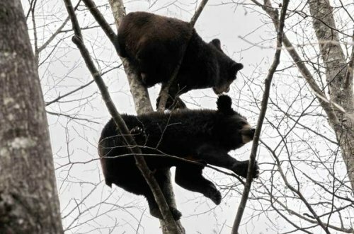 Состоялся очередной выпуск медвежат в дикую природу (фото, видео)