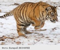 Жизнь тигренка Жорика снова под угрозой (видео)