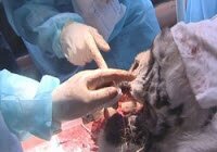 Тигру Жорику сделали сложнейшую операцию на челюсти (видео)